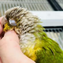 【最新画像☆より甘えん坊さんに！】癒し効果バツグン！？ウロコインコ(パイナップル)🍍