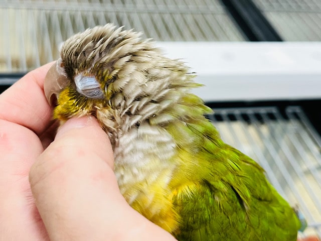 【最新画像☆より甘えん坊さんに！】癒し効果バツグン！？ウロコインコ(パイナップル)🍍