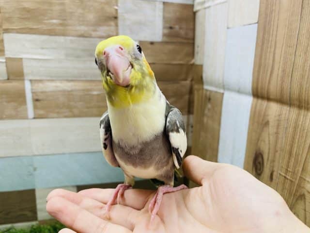 最新画像有り☆キュートなお顔がポイントです！オカメインコのパイドカラー！