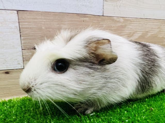 きれいなカラー☆クレステッドモルモット♂