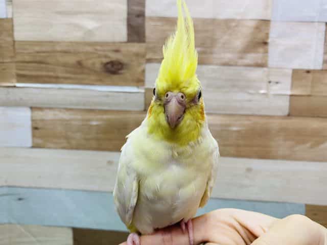 最新画像有り☆オカメインコと言えばのルチノーカラーやって来ました！
