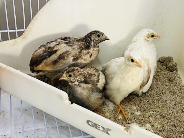 ちっちゃなヒメウズラ入舎しました〜