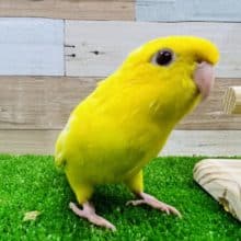 最新画像更新☆低姿勢のサザナミインコルチノー♪