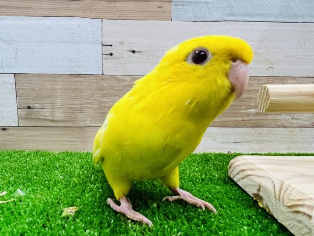 最新画像更新☆低姿勢のサザナミインコルチノー♪