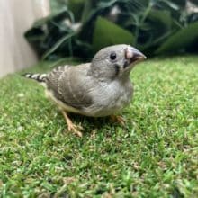 最新画像になりますよ〜！！つぶちゃん！　仲良くやってきました！キンカチョウさん！！