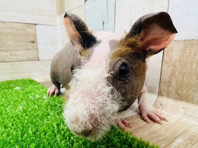 つるっ?もじゃ?三色カラーのスキニーギニアピッグ☆ つるっ?もじゃ?三色カラーのスキニーギニアピッグ☆