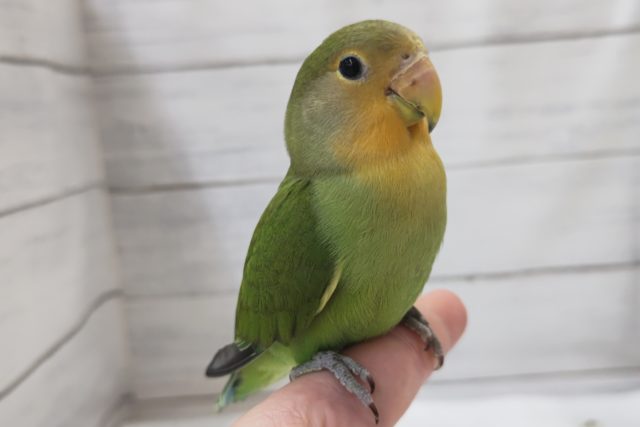 最新画像あり！　鮮やかオレンジが特徴的〜🍊　コザクラインコ(オレンジフェイス)