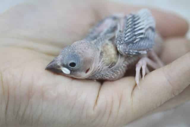 ～10月26日撮影～ツルツル♪シルバー文鳥