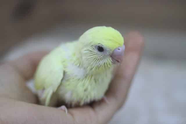 レアカラー♡セキセイインコダブルファクタークリーム