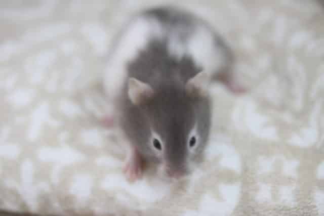 またまた登場、セーブルハムスターちゃん