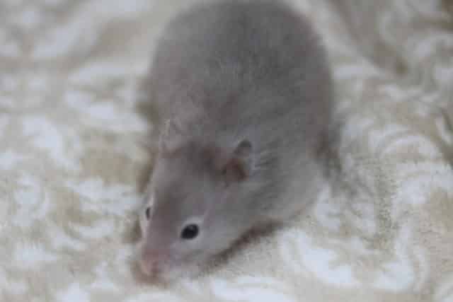 淡い色合いのセーブルハムスターちゃん