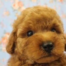 もこもこふわふわ♥テッドじゃないよ🧸♥