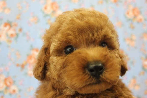 もこもこふわふわ♥テッドじゃないよ🧸♥