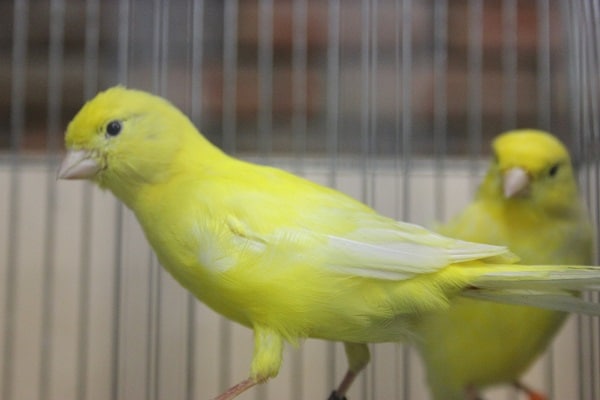 ムフク？ユーフク？？レモンカナリアやってきました♪