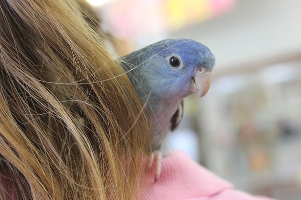 おしゃべりも頑張っています💙サザナミインコ(コバルト)