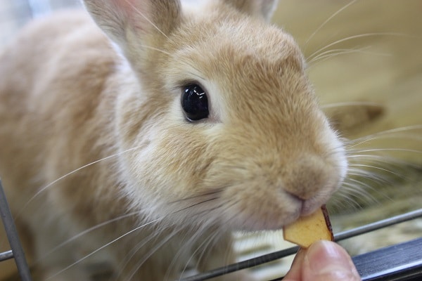穏やかなコです😊ミニうさぎくん男のコ💙♂