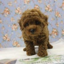 おとなしそうに見えて…そうでもない∀💛トイプードルくん男のコ♂