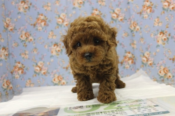 おとなしそうに見えて…そうでもない∀💛トイプードルくん男のコ♂