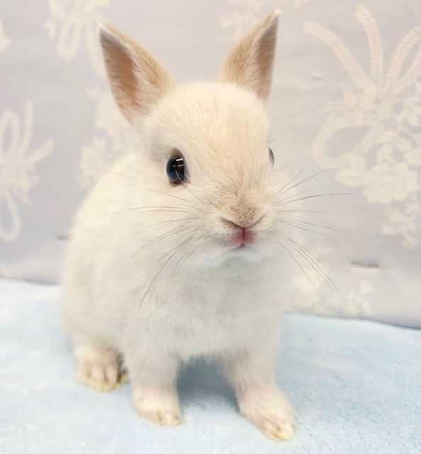 一際目立つ💛ネザーランドドワーフラビット（ホワイト系）　2022月8月生まれ