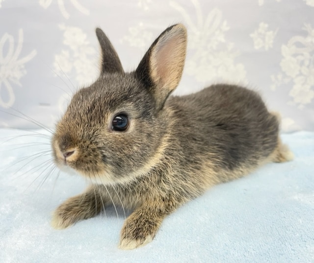 くろすけ💛ネザーランドドワーフラビット（ブラック系）2022年8月生まれ