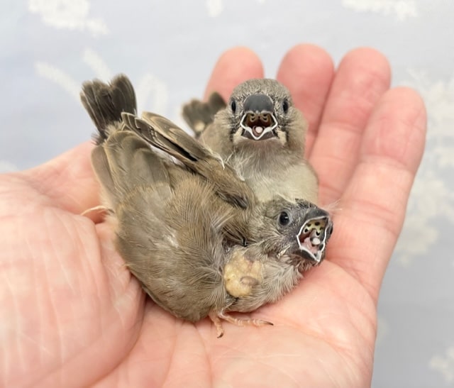 おちびバード💛キンカ鳥　2022年9月生まれ
