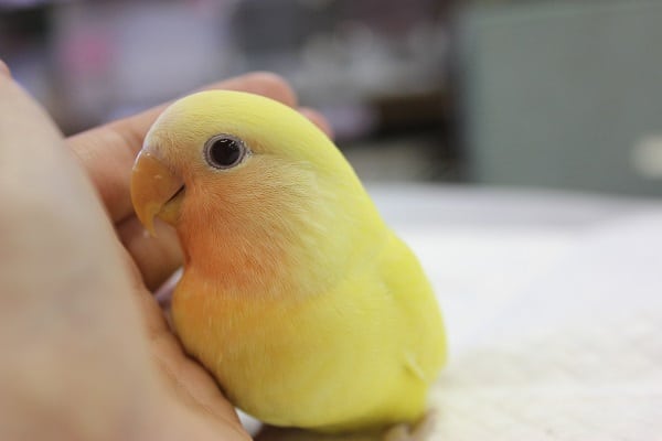 鮮やかでとってもキレイ♩コザクラインコ　ゴールデンルチノーさん入舎しました(^^)