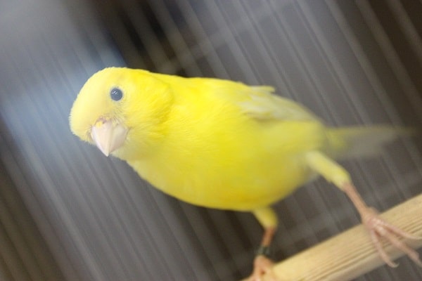 美声にうっとり…💛レモンカナリアさん在舎しております♂♀