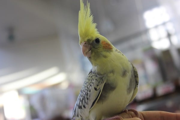ヒナご飯卒業❢ 手乗りオカメインコ(パールパイド)