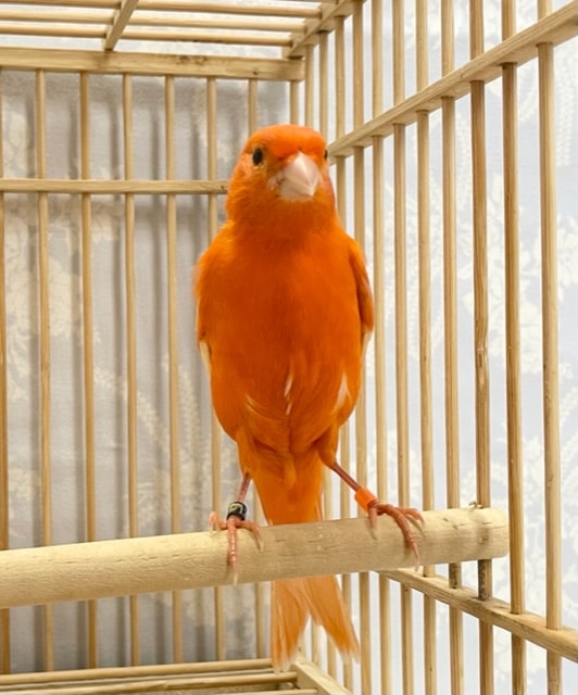赤カナリア（ムフク）女の子　2022年4月生まれ