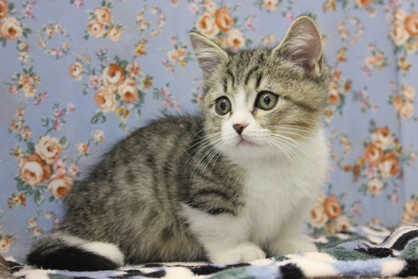 緊張のまなざし…🥺💙短足マンチカンくん男のコ♂