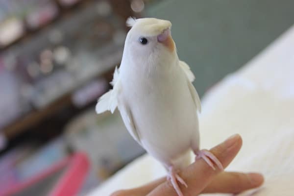 パッとキレイなお花が…❀羽衣セキセイちゃんです♥