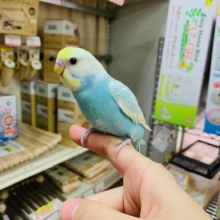 キレイな色合いで素敵♡セキセイインコ(パステルレインボースパングル)さん☆