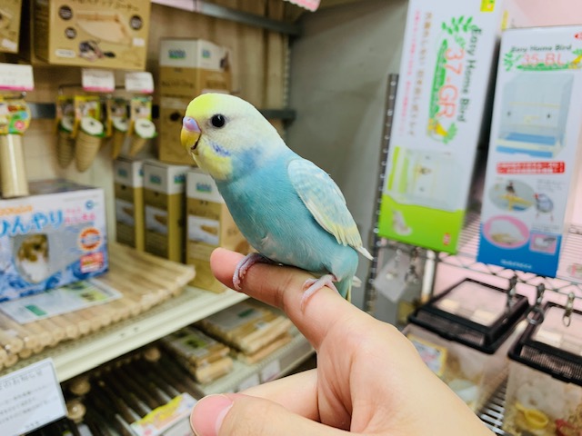 キレイな色合いで素敵♡セキセイインコ(パステルレインボースパングル)さん☆