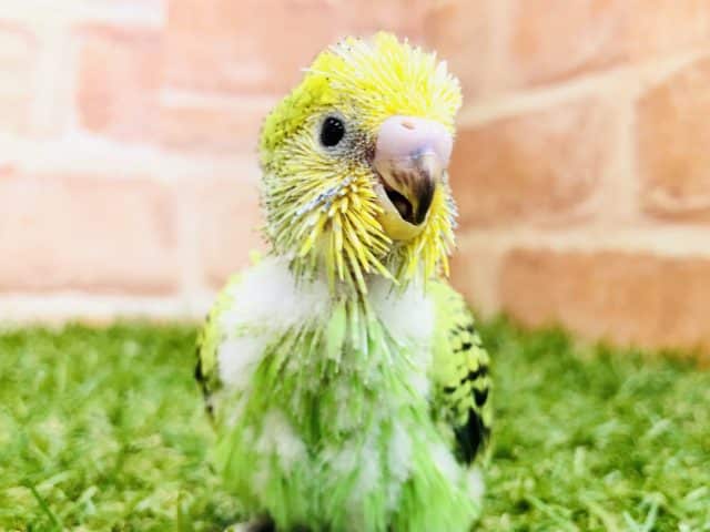 セキセイの定番です　セキセイインコ　オパーリン　R４　１０／５撮影