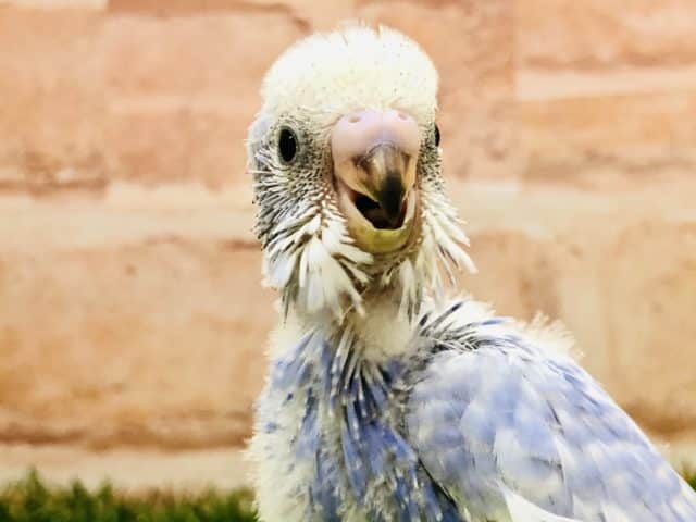 きれいなスパングルです　セキセイインコ　スパングル