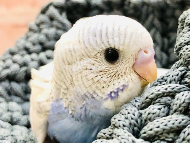スパングルだけどパイド　セキセイインコ　R４　１０／５撮影