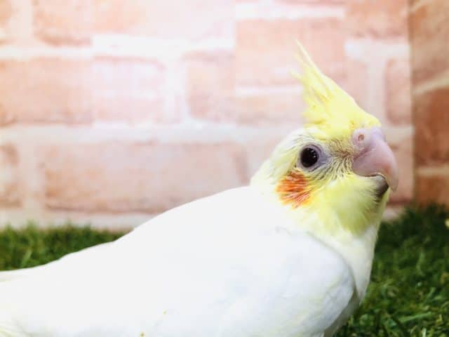 人気のカラーが入舎です　オカメインコ　ルチノー　R４　１０／９撮影