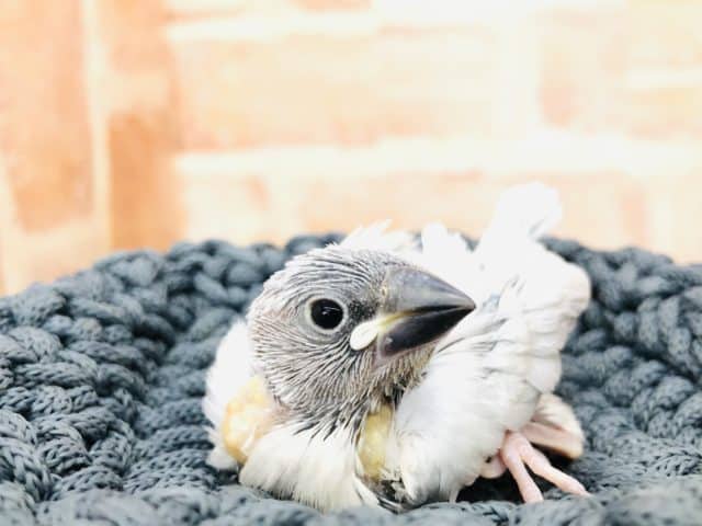 控えめな人気度　シルバー文鳥　R４　１０／１５撮影