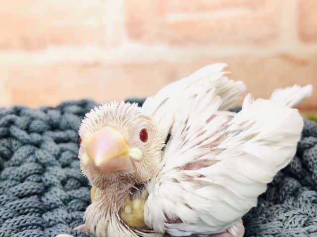 まさかのカラーが入舎！　シルバーイノ文鳥　R４　１０／１５撮影