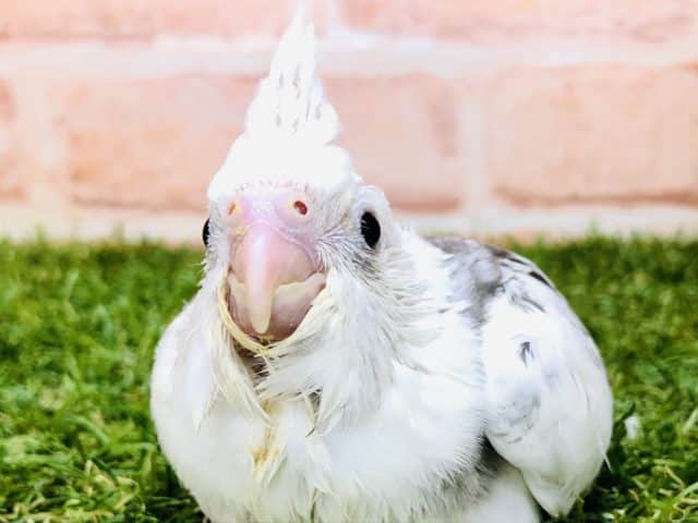 お顔のチークがない！？　オカメインコ　WF　パールパイド　R４　１０／１５撮影