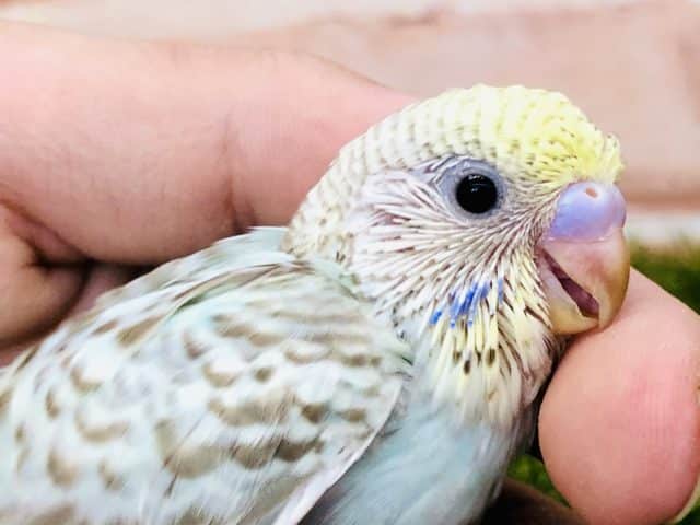 レインボー？　セキセイインコ　パステルレインボーオパーリン　R４　１０／１５撮影