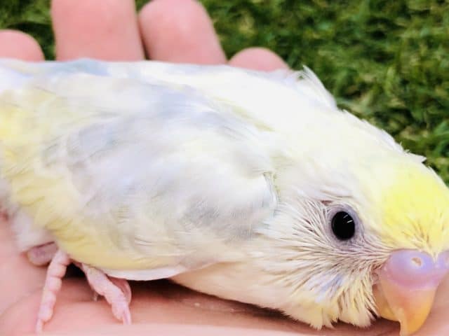 パステルレインボー？　セキセイインコ　R４　１０／１５撮影