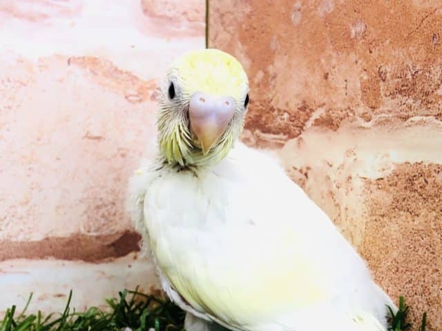 人気のクリームカラーが入舎です　セキセイインコ　クリーム　R４　１０／１５撮影