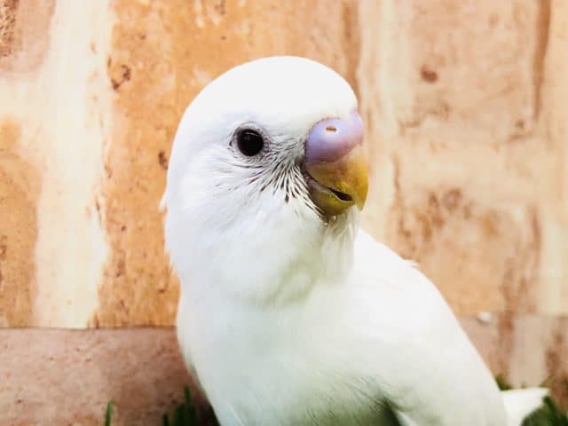 意外と人気なんです！　セキセイインコ　アルビノ