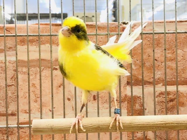 ローラーカナリアいますよ　R４　１０／１６撮影