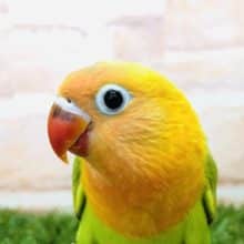 人気のボタンちゃん再び！？　ボタンインコ　ヤマブキ　R４　９／２８撮影