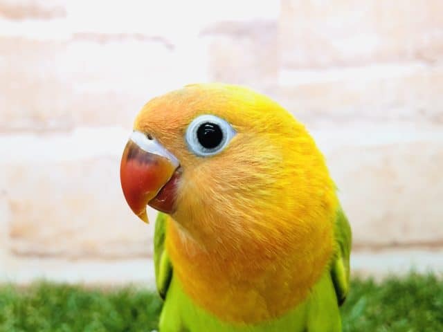人気のボタンちゃん再び！？　ボタンインコ　ヤマブキ　R４　９／２８撮影