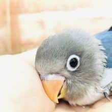 濃い青が魅力的　ボタンインコ　コバルト　R４　１０／1５撮影