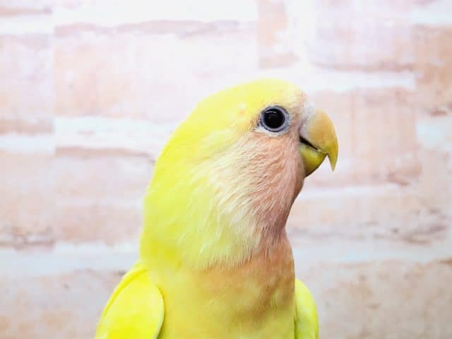 育つと派手派手に！？　コザクラインコ　ルチノー　Ｒ４　９／２８撮影