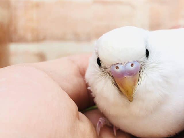 少し怖いんです・・・　セキセイインコ　ダブルファクター　R４　１０／１９撮影